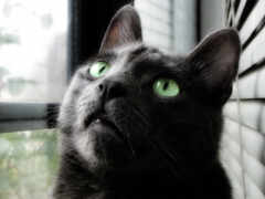 черный кот смотрит в окно зелеными глазами