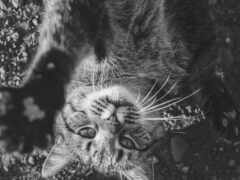 кошка, лежащая на земле, смотрит вверх