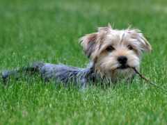 есть маленькая собака, которая лежит в траве