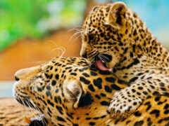 zhivotnye, четвертый, jaguar