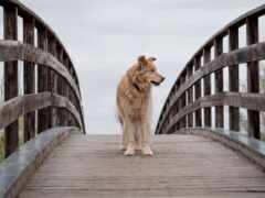собака, мост