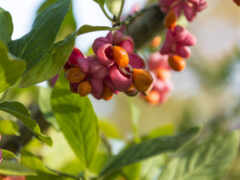 spindle, europaeus, euonymus