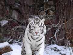 тигр, белый, москва