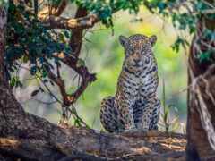 араф сидит на ветке дерева в тени дерева