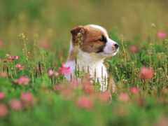 маленькая собака сидит в поле цветов