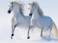 cheval, blanc, neige