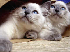 есть две кошки, которые сидят в мешке вместе