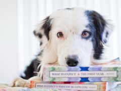 книги, собака, книга