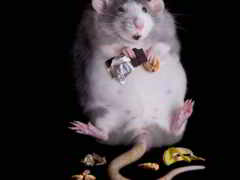 крыса, толстая, еда