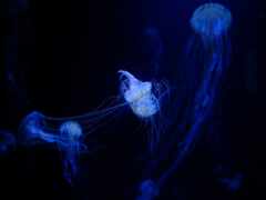 медузы, плавающие в темной воде с синим светом