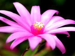 есть розовый цветок, который цветет в темноте