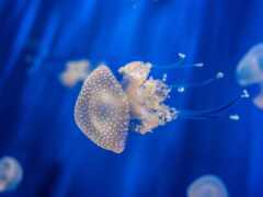 медуза, создание, смешанный