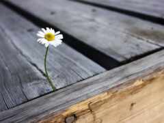 есть один цветок, который растет из конца деревянной скамейки