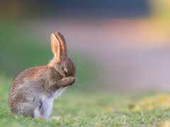 кролик, трава, заяц