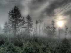 neblina, bosque, bosques