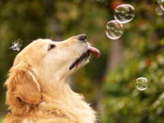 пузыри, собака, мыльные