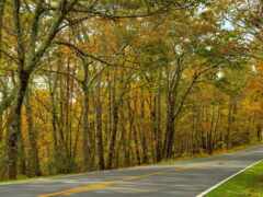 вид на дорогу с деревьями, выстилающими обе ее стороны