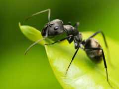 муравьи, муравьи