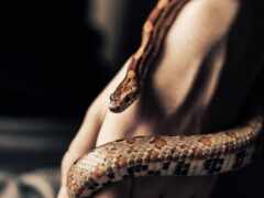 змей