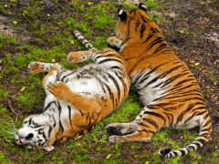 два тигра валяются