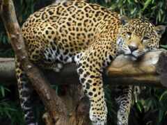 jaguar, расформированный, животное