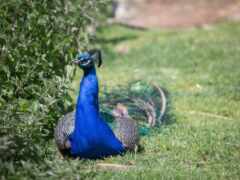 peacock, tavus, kuşu