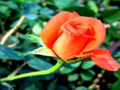 есть одна оранжевая роза, которая цветет в саду
