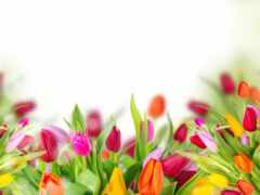 тюльпан, цветы, растение
