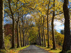 деревья, выстилающие дорогу в парке со скамейкой на боку