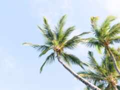дерево, пальма, кокосовый