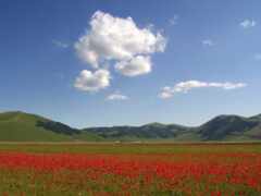 есть поле красных цветов в середине зеленого поля