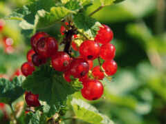 на ветке дерева много красных ягод