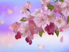 есть изображение цветущей ветки с розовыми цветами