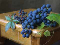 виноград, столик, синий