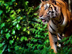 тигр, Рантхамбор, национальный