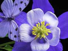 фиолетовый и белый цветок с бабочкой на нем