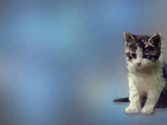 кошка сидит на синем фоне с размытым фоном