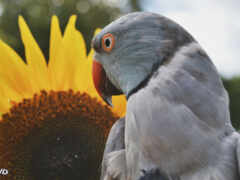 есть птица, которая стоит рядом с подсолнухом