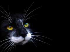 кот, черный, глаза