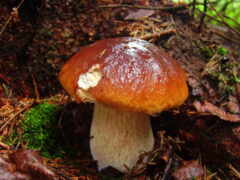 осень, грибы, лес