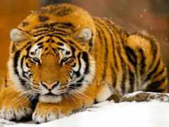 тигр, снег, животное