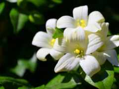 есть белый цветок с желтыми центрами на кусте