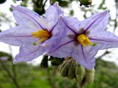 purple flower with yellow center and green leaves in a field