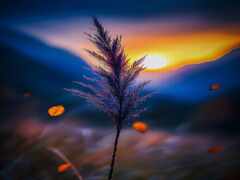 есть растение, которое находится в середине поля