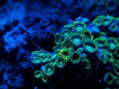 кораллы, шестилучевые, зоантарии