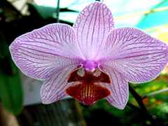 орхидея, фаленопсис, брат
