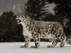 леопард, снег, животное