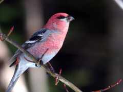 птица, птичка, розовый