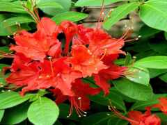 есть красный цветок, который растет в кустах