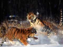 tigres, imágenes, fotos